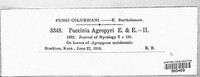 Puccinia agropyri image